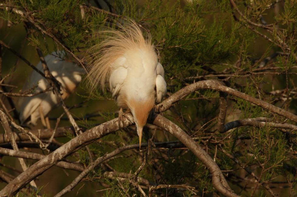 Plumaje ornamental - ornamental plumage